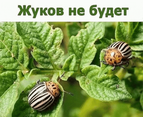 Жуков не будет !!! 
очень хороший совет для огорода ! На заметку дачникам