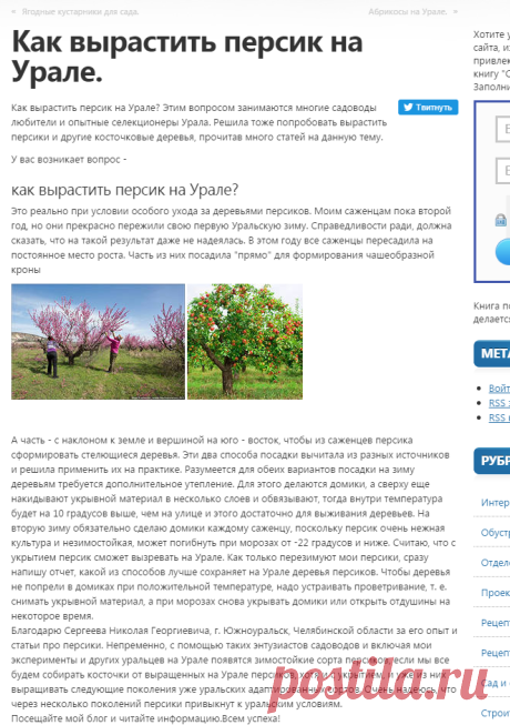 Как вырастить персик на Урале.