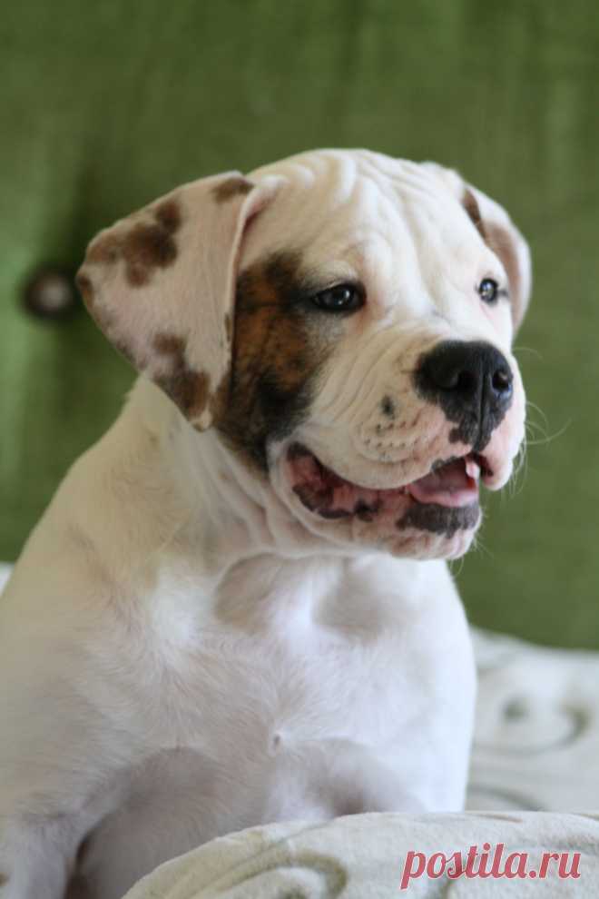 Малыш Центурион, 2,5 мес. из Империи Белых Ангелов ищет самые лучшие ручки!!! Документы КСУ-ФЦИ.