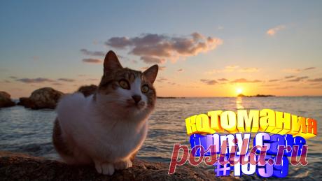 Вам нравится смотреть приколы про котов? Тогда мы уверены, Вам понравится наше видео 😍. Также на котомании Вас ждут: видео кот,видео кота,видео коте,видео котов,видео кошек,видео кошка,видео кошки,видео о котах, видео о кошках смешные, видео смешные котиков, говорящие коты, коты видео, кошек, о котах, приколы котов, прикольные кошки, с кошками, смешное котики, смешной кот, смешные коты