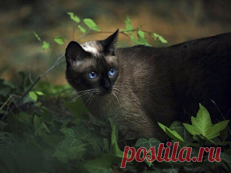 Мой Мир@Mail.Ru