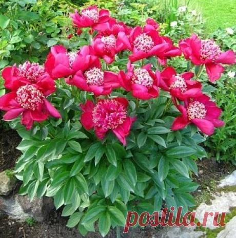 Пион Сворд Данс (Sword Dance): описание сорта, фото, отзывы