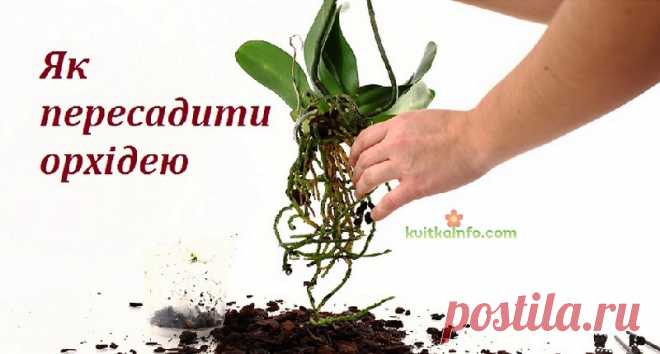 Як пересаджувати орхідею