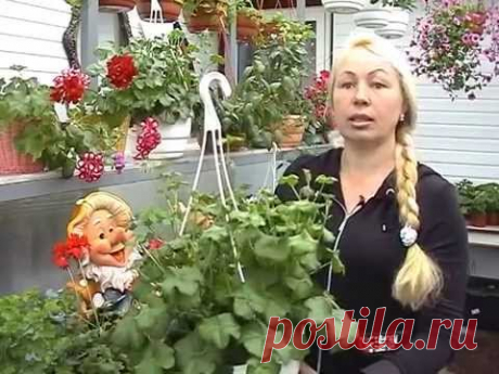 Ампельные растения для сада и балкона.  Выбираем лучшие.