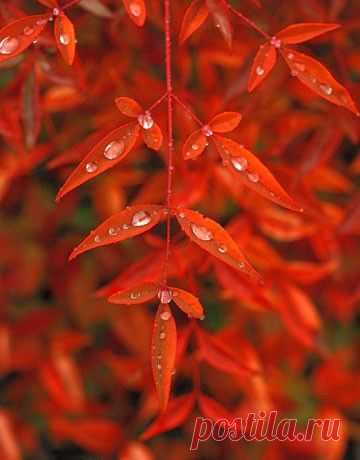 (27) Pinterest