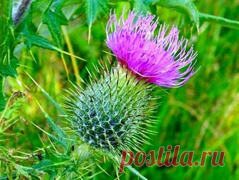 Расторопша: лечебные свойства и противопоказания, применение расторопши для печени В статье описаны полезные свойства расторопши лечебной, противопоказания к ее приему, а также правила применения расторопши для лечения печени. 