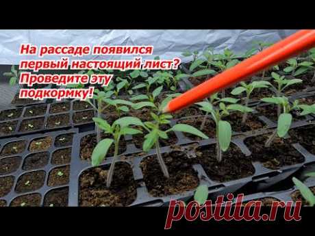 Первая подкормка рассады томатов, о которой никто больше не расскажет!