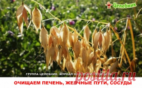 Очищаем печень, желчные пути, сосуды, восстанавливаем сон, улучшаем общее состояние.
Древние проверенные рецепты.
1. Овес неочищенный 1 ст. ложку залить на ночь 0,5 л воды (желательно фильтрованной). Если у вас есть склонность к повышенному артериальному давлению — добавить 1 ст. ложку перловой крупы. 
Утром в той же воде прокипятить 2 минуты на большом огне без крышки, затем потомить на малом огне 5 минут под крышкой, настоять 10 минут на столе под полотенцем. Процедить, пить перед едой и в