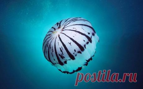 Живая природа