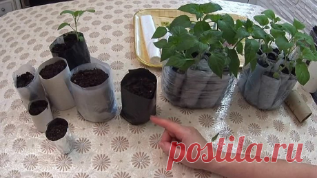 стаканчики для рассады