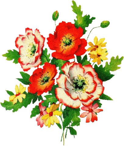 Маки на фото, рисунки и картинки с маками