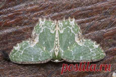_Z2A0828  Eucyclodes discata emerald moth Geometridae, Geometrinae