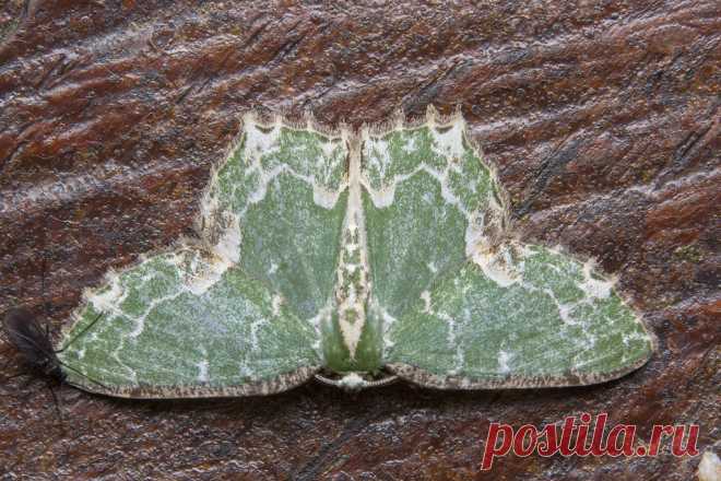 _Z2A0828  Eucyclodes discata emerald moth Geometridae, Geometrinae