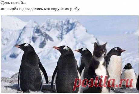 Академия Юмора и Позитива