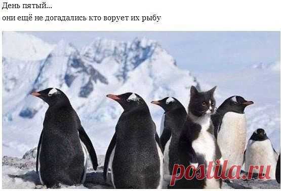 Академия Юмора и Позитива