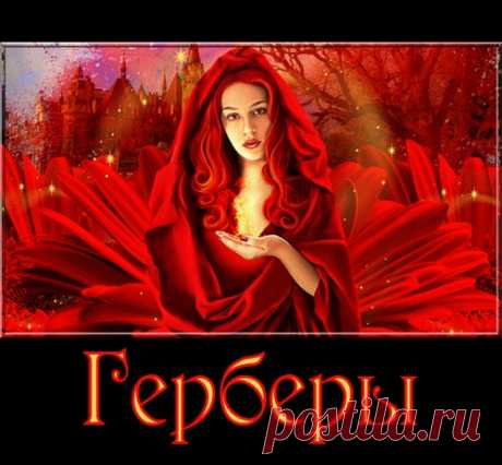Герберы в PNG