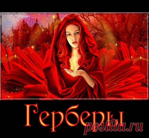 Герберы в PNG