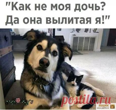 Прикольные картинки Огромная подборка и коллекция прикольных и ржачных картинок и фотографий.