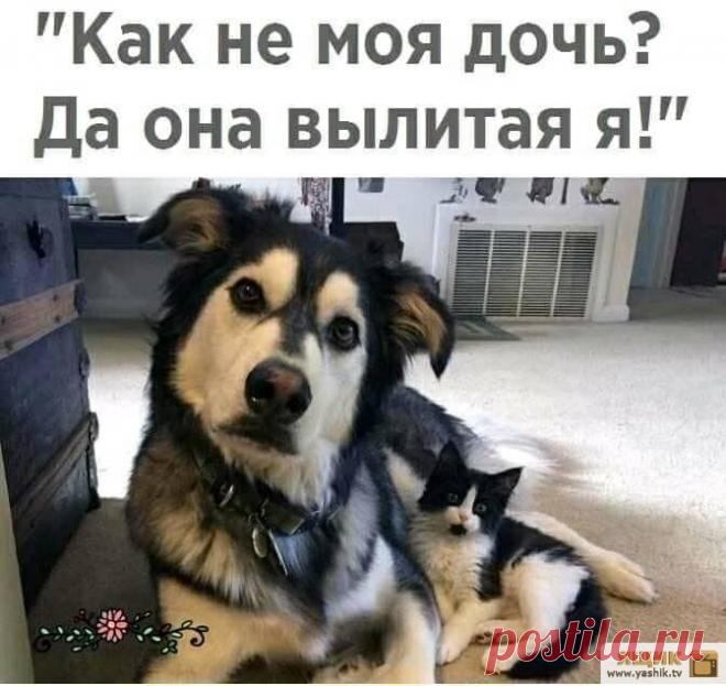 Прикольные картинки Огромная подборка и коллекция прикольных и ржачных картинок и фотографий.