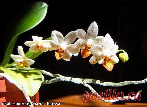 ФАЛЕНОПСИС в вопросах и ответах. - Все о комнатных растениях на flowersweb.info