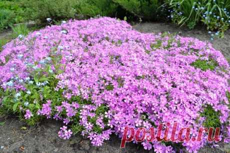 Маленькие да удаленькие! 🌸 🌺 🌼 На фото: флокс шиловидный, колокольчик портеншлага, гвоздика травянка, алиссум, мшанка шиловидная, седум едкий.
