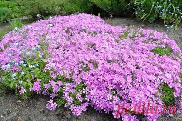 Маленькие да удаленькие! 🌸 🌺 🌼 На фото: флокс шиловидный, колокольчик портеншлага, гвоздика травянка, алиссум, мшанка шиловидная, седум едкий.