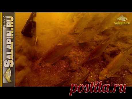 Как работает прикормка под водой и как кормится рыба (густера, подлещик) [salapinru]