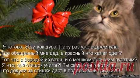 Котоматрица: Свежак