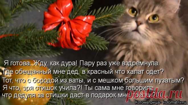 Котоматрица: Свежак