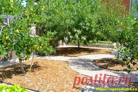 Планировка сада или совместимость садовых культур