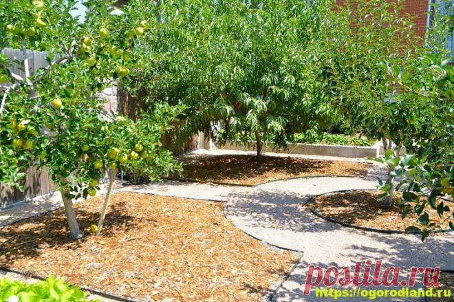 Планировка сада или совместимость садовых культур