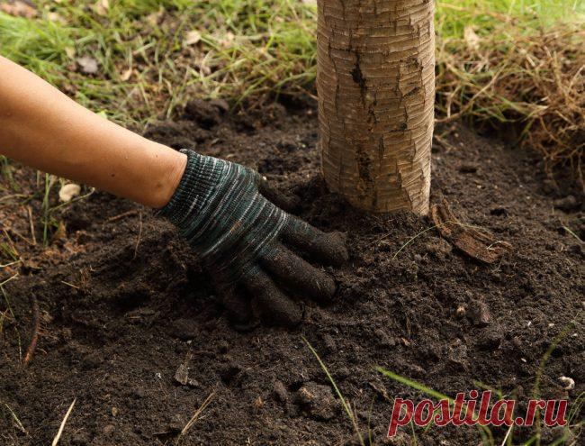 Чем удобрить землю осенью под деревьями и кустарниками