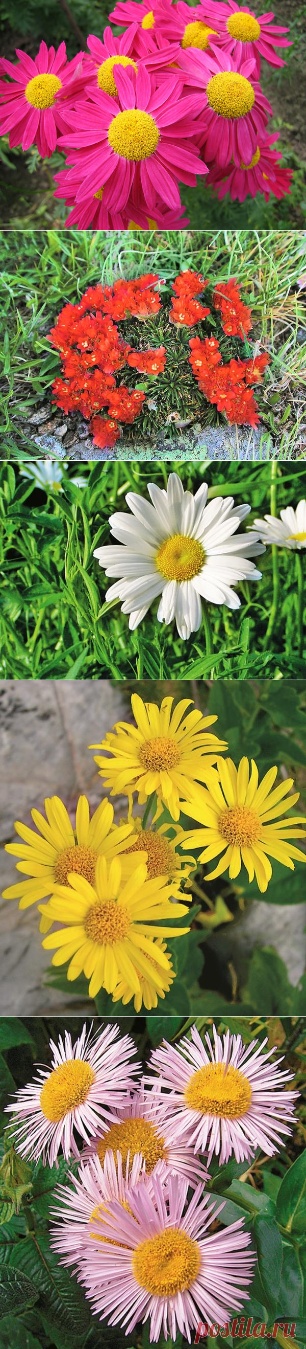 20 цветочных многолетников крупным планом / многолетние цветы / 7dach.ru