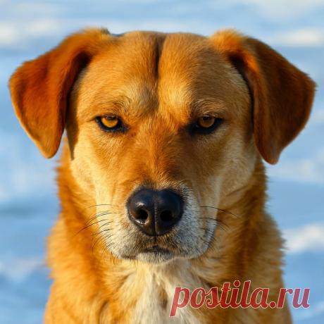 Падший ангел - OGADANIE.RU