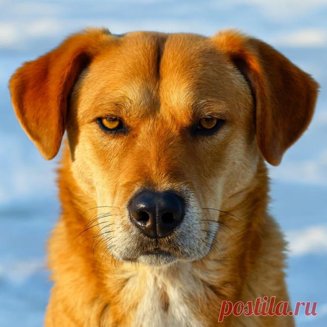 Падший ангел - OGADANIE.RU