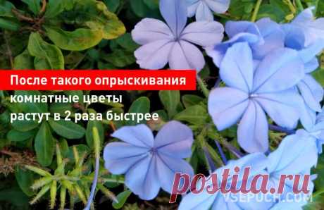 После такого опрыскивания комнатные цветы растут в 2 раза быстрее Чтобы помочь растению чувствовать себя в таких условиях комфортнее, можно опрыскивать его водой с добавлением перекиси водорода. Такое опрыскивание улучшает здоровье растений и дополнительно питает их кислородом.