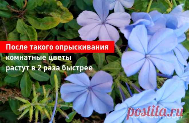 После такого опрыскивания комнатные цветы растут в 2 раза быстрее Чтобы помочь растению чувствовать себя в таких условиях комфортнее, можно опрыскивать его водой с добавлением перекиси водорода. Такое опрыскивание улучшает здоровье растений и дополнительно питает их кислородом.