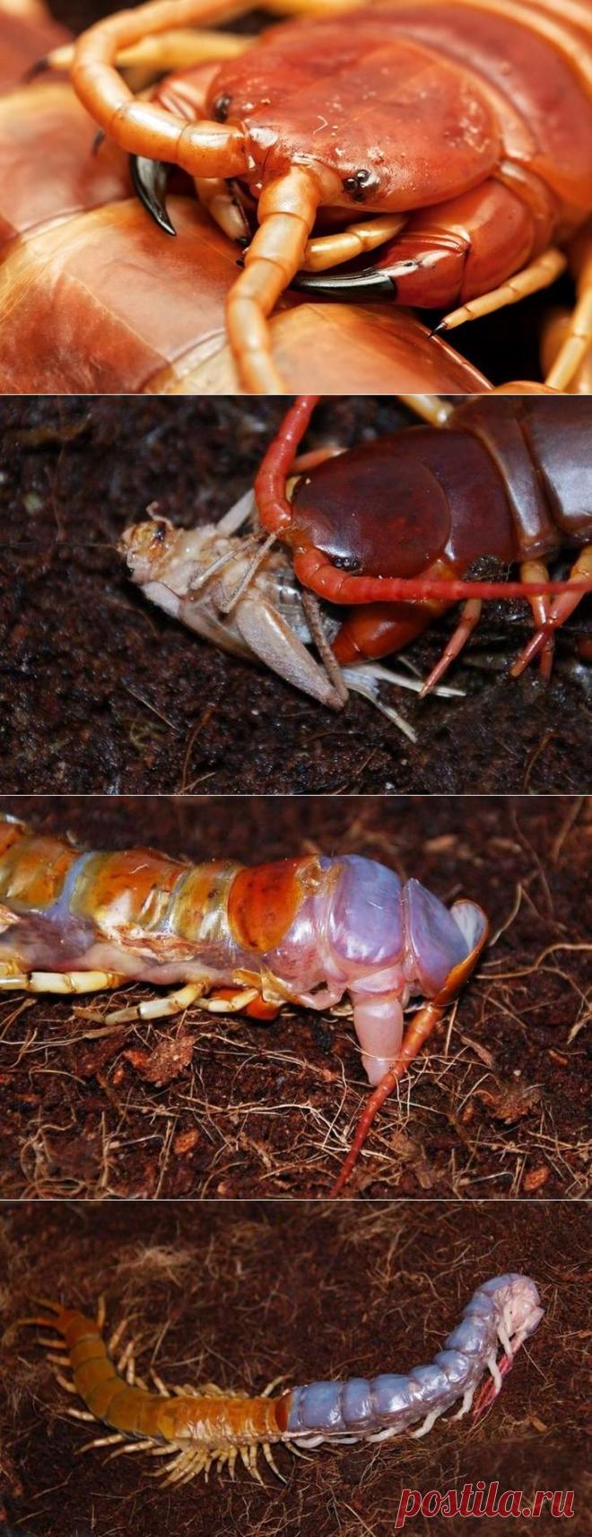 Кто такая сколопендра?