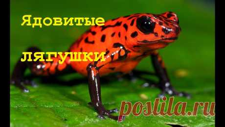 Документальный фильм о животных. ЯДОВИТЫЕ ЛЯГУШКИ. Мир природы. Б