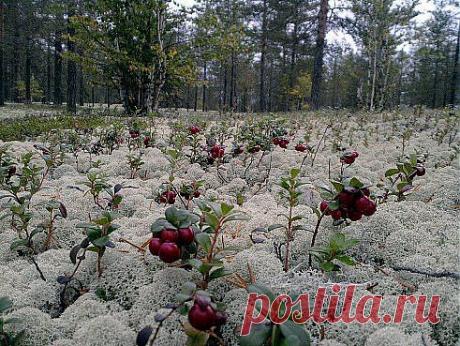 Ягель и брусника