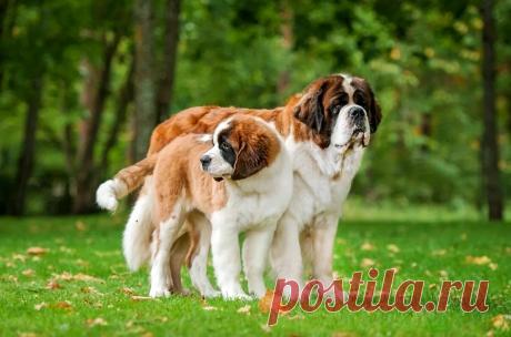 Порода собак сенбернар ( 100 картинок )