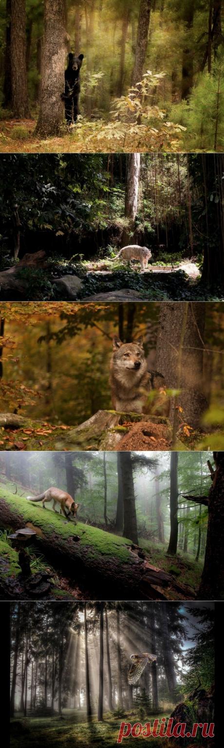 Стражи леса &amp;#8212; Наука и жизнь