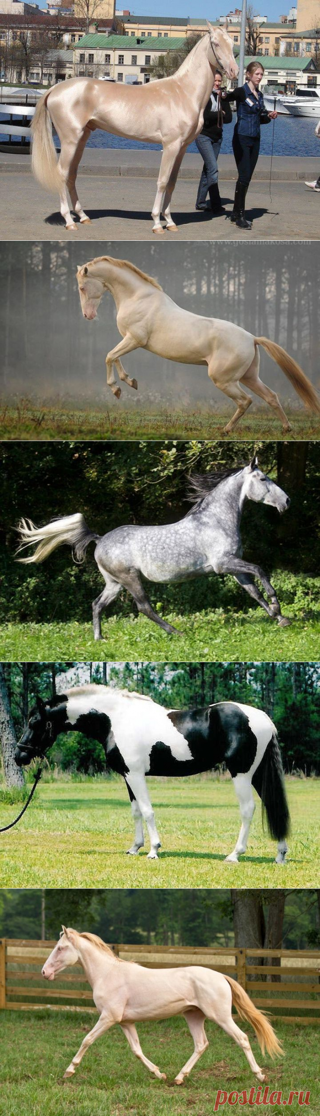 20 самых красивых лошадей в мире, от которых трудно отвести взгляд (21 фото)