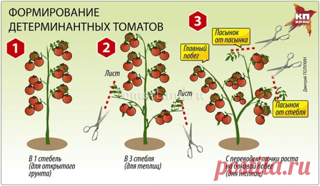 Томат Хурма
