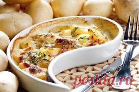 Судак | НАША РЫБА