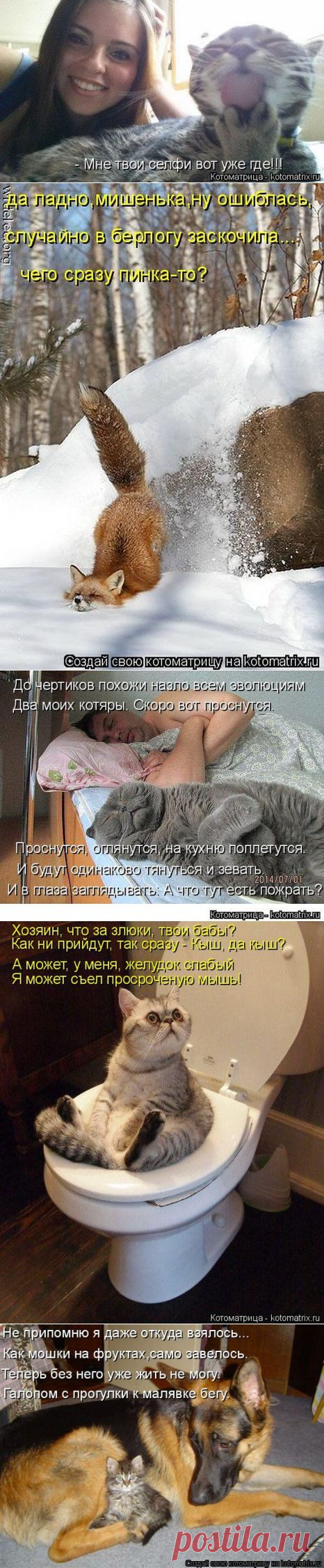 Котоматрица - 20.10.2014
