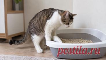 🐱 Кошка внезапно перестала пользоваться лотком? Не спешите считать это капризом.

Причина может быть в грязном туалете, новом наполнителе, неудобном бортике, стрессе — или даже заболевании. Особенно тревожны частые безрезультатные попытки помочиться и явный дискомфорт. 🚨

Разбираемся, как правильно организовать кошачий туалет, какие ошибки совершают владельцы и когда нужна срочная помощь ветеринарного врача. ❤️

#Кошки #КошачийТуалет 
Изображение от ChatGPT