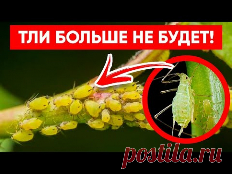 ТЛЯ БОИТСЯ ЭТОГО СИЛЬНЕЕ ОГНЯ! Супер Лучшее Средство от Тли Без Химии!