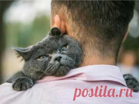 10 факторов, которые влияют на привязанность кошки к хозяину | Кошка.ru | Дзен