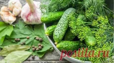 Лучшие рецепты малосольных огурцов — Дачный участок